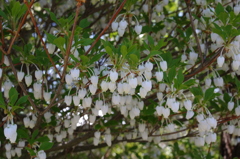 自宅の花シリーズ①