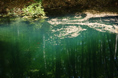 美人林の池⑨