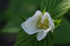 自宅の花シリーズ⑧