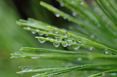 雨、松、待つ。