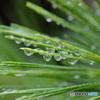 雨、松、待つ。