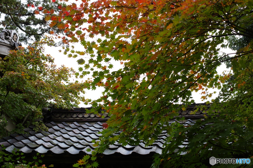 石油王の館(庭編⑥)