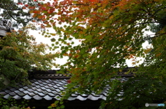 石油王の館(庭編⑥)