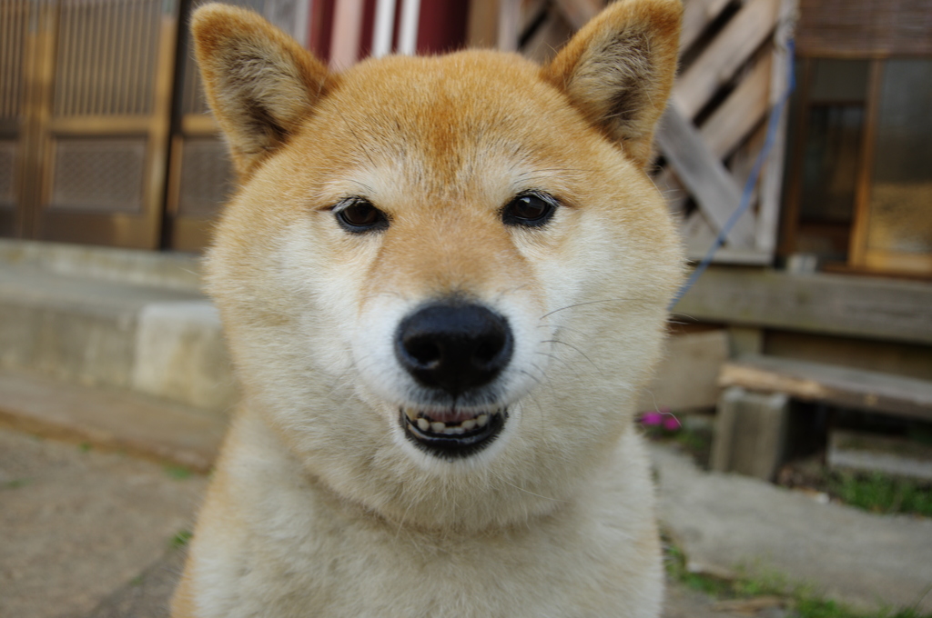 もうすぐ12歳です！