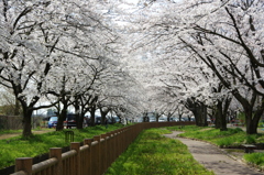 加治川堤②