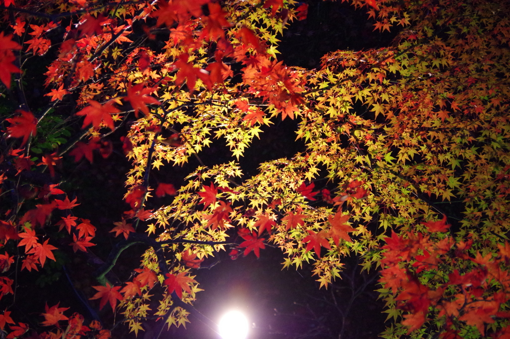 弥彦山紅葉園②