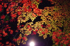 弥彦山紅葉園②