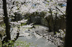 鶴ヶ城境内⑦