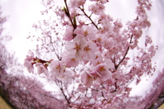 高遠城址公園②