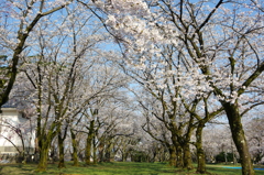 村松公園⑭