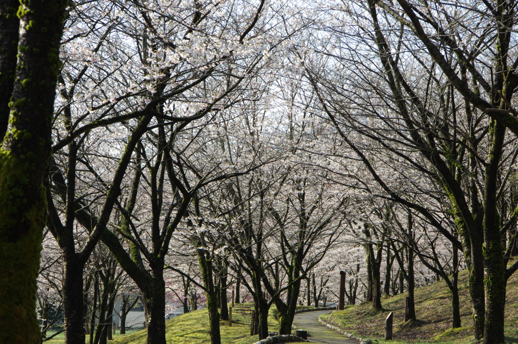 村松公園25