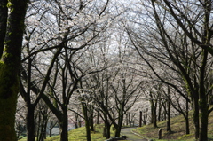 村松公園25