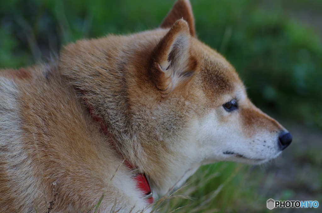 愛犬