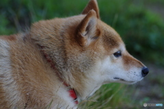 愛犬