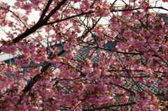 村松公園28