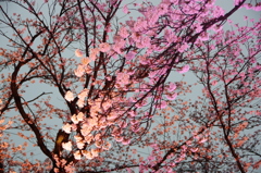 高田公園ライトアップ②
