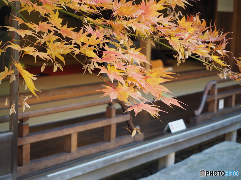 日本家屋と紅葉