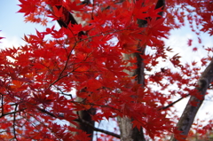 長岡紅葉園①
