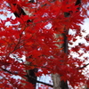 長岡紅葉園①