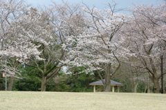 赤坂山公園③