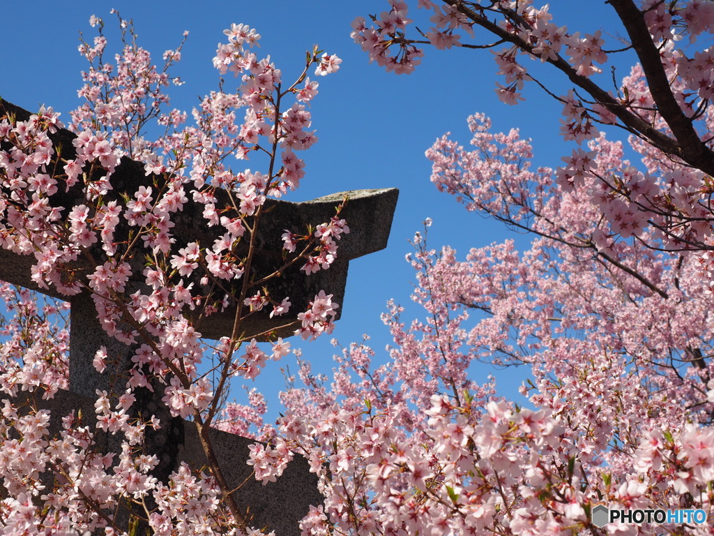 青空の映える桜