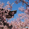 青空の映える桜