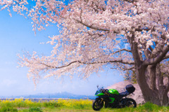 春、爛漫