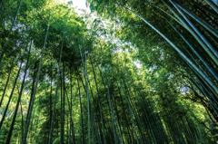 竹林