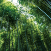 竹林