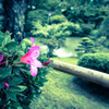 庭園