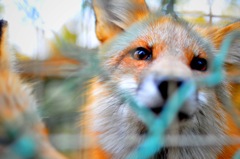 キツネさん