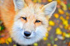 キツネさん