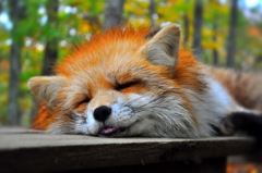 キツネさん