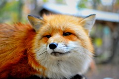 キツネさん