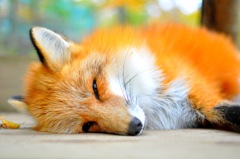 キツネさん