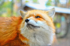 キツネさん