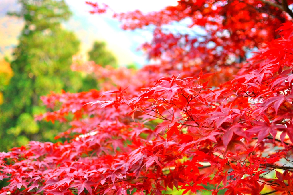 紅葉