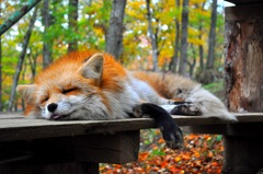 キツネさん