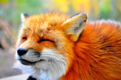 キツネさん