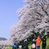 満開の桜を記録する人々