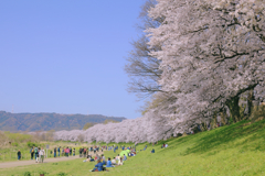 1.5キロの桜並木
