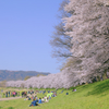 1.5キロの桜並木