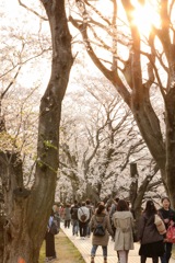 背割堤の桜