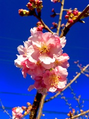 河津桜が咲き始め