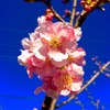河津桜が咲き始め
