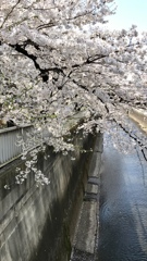 2021年　石神井川の桜