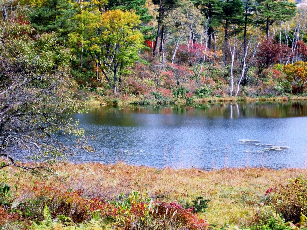 池と紅葉