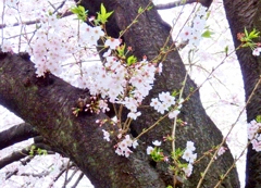 2016石神井川の桜6