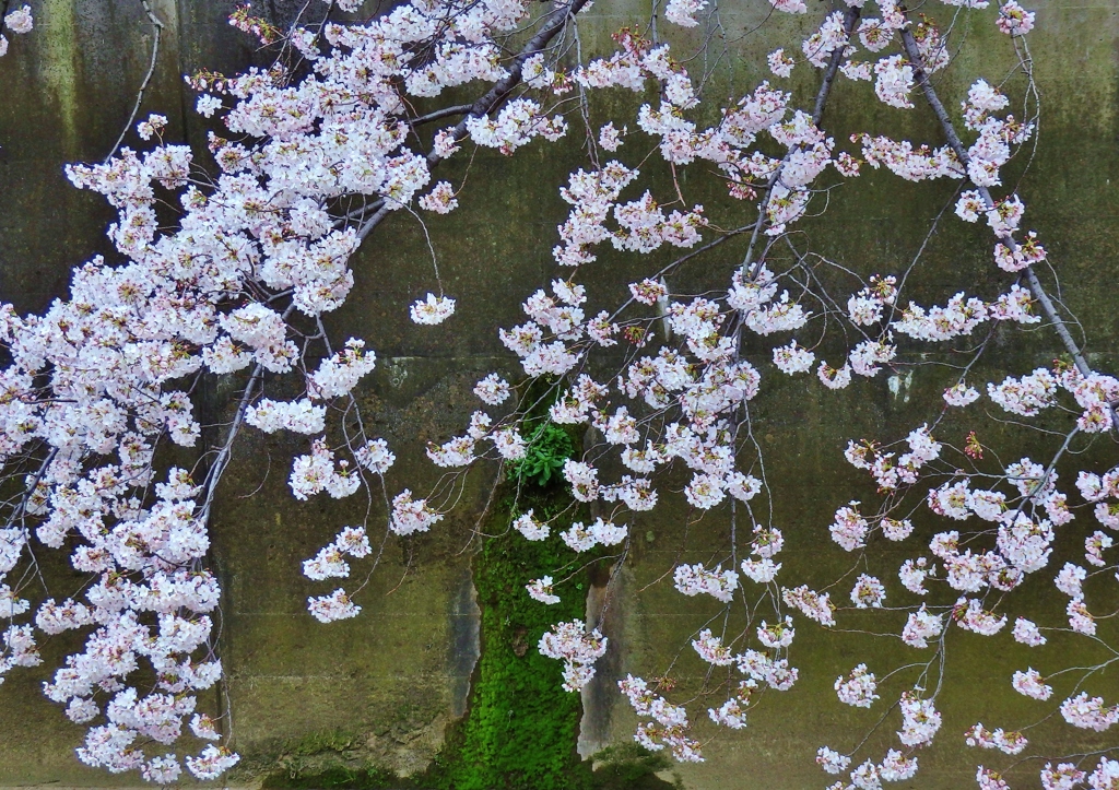 2015石神井川の桜