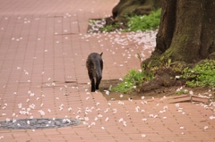 猫と桜